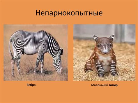 Непарнокопытные. Общие сведения - презентация онлайн