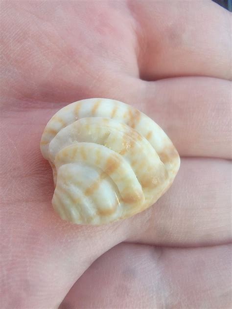 type  seashell      gulf coast