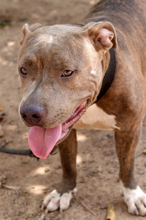 Boerboel And Pitbull Mix - Dog for adoption - GRIFFEY, a Labrador ...