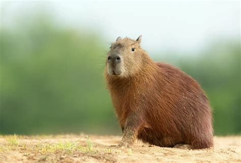 Capybara | London Zoo