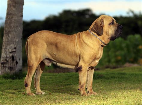Fila Brasileiro Dog Breed: A Majestic and Unique Canine - puppadogs.com
