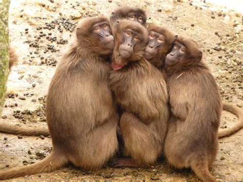 300.000+ melhores imagens de Animais · Download 100% grátis · Fotos ...