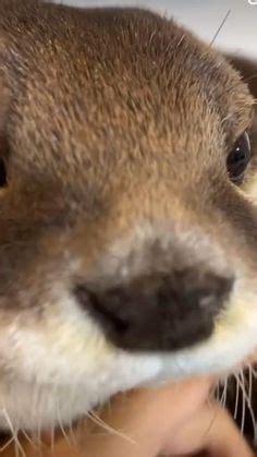 53 ideas de Neuvillette otters | nutrias, animales adorables, mascotas ...