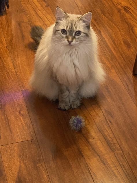 Are Ragdoll Cats Siamese? Understanding the Differences and