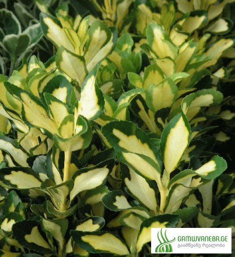 ენიმუსი,EUONYMUS JAPONICA MAIDENS GOLD,მარადმწვანე, დეკორატიულფოთლოვანი ...