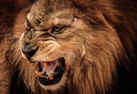 savage like a wild animal