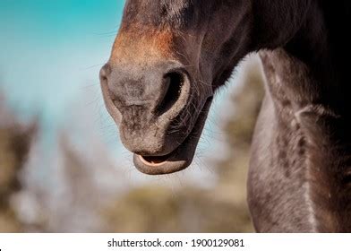 3,234 Horse lips Images, Stock Photos & Vectors | Shutterstock