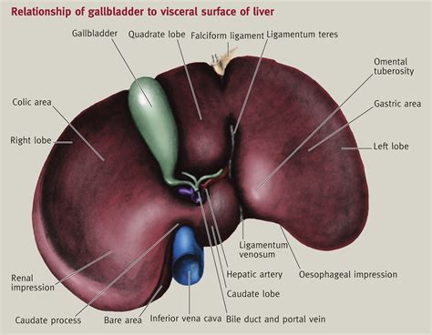 Anatomy of the gallbladder and bile ducts - Surgery - Oxford