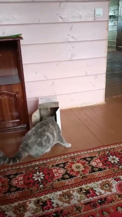 Играет с веревкой😲😲#кошка#котики #cat #кот #котик - YouTube