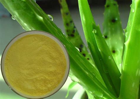 Buy Natural Aloe Barbadensis Leaf Extract aloe barbadensis miller,China ...