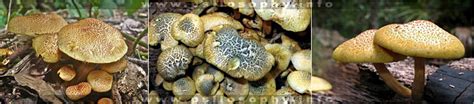 Gymnopilus aeruginosus - SPECIES AND STRAINS OF ENTEOGENIC PSILOCYBE ...