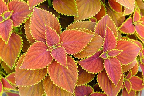 Colorful Coleus: A Garden Must-Have!