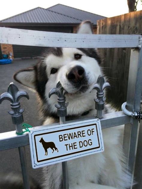 17 Hilarious “Beware of the Dog” Signs and the Unexpected Dogs Behind ...