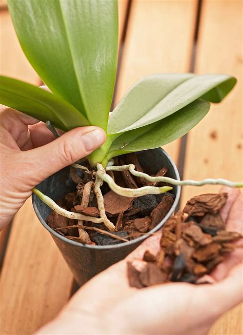 how to propagate orchid 2