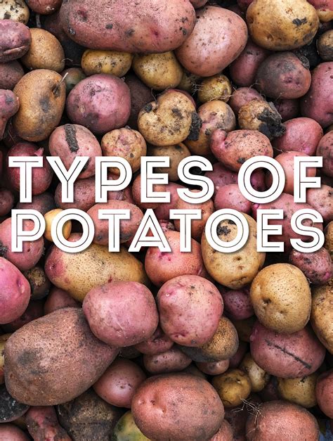 varieties  potatoes