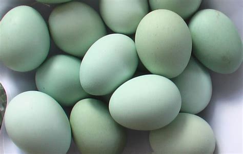 What chicken lays green eggs? - Into The Farmlands