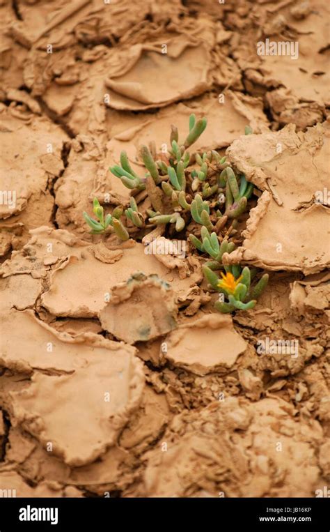 A dry water hole showing cracked mud Stock Photo - Alamy