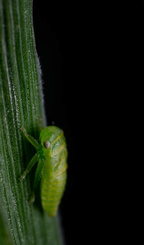 Leafhoppers Wallpapers - Wallpaper Cave