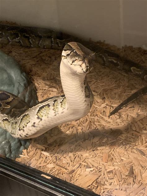 tips for snake hyperactive safely 3