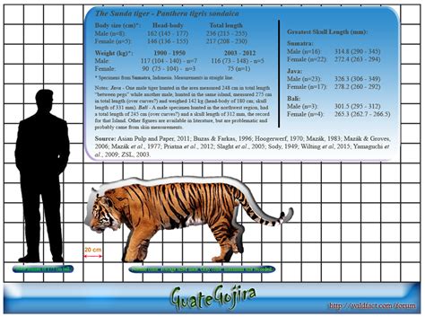 The Java Tiger (Panthera tigris sondaica)
