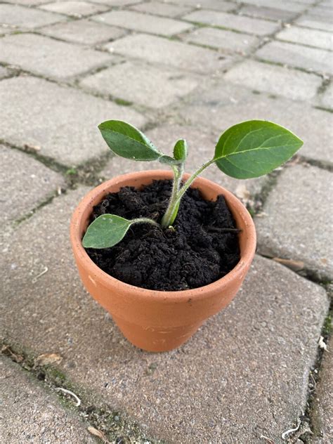 Moonflower/ Datura Plant. Moonflower Seedling. Moonflower Bush - Etsy