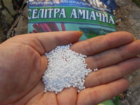 Схема подкормки роз с весны до осени | Лучшие удобрения по фазам развития