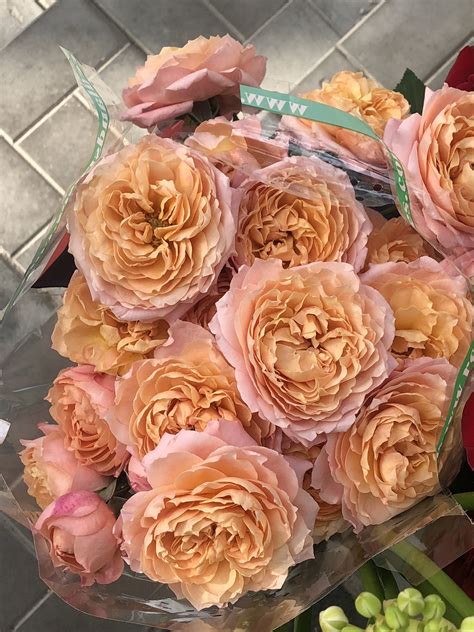 Роза кустовая Джульетта bash rose juliet | Розы, Оранжевые розы, Флористика