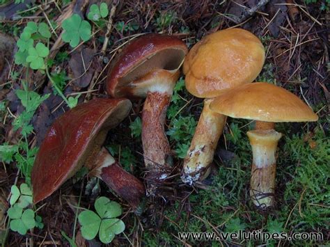 Suillus clintonianus, turjantatti @ Natural Fungi in Finland