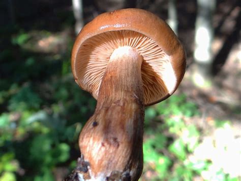 Tricholoma fulvum: The Ultimate Mushroom Guide
