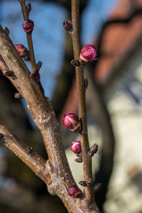 Marelica (Prunus armeniaca) - Plantea