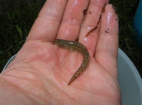 cobitis cobitis picture fish