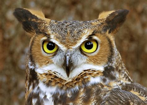 Owl | The Biggest Animals Kingdom