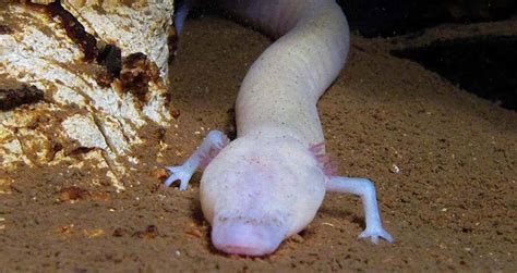 Meet The Olm, The Cave Salamander That Can Stays Motionless For Years