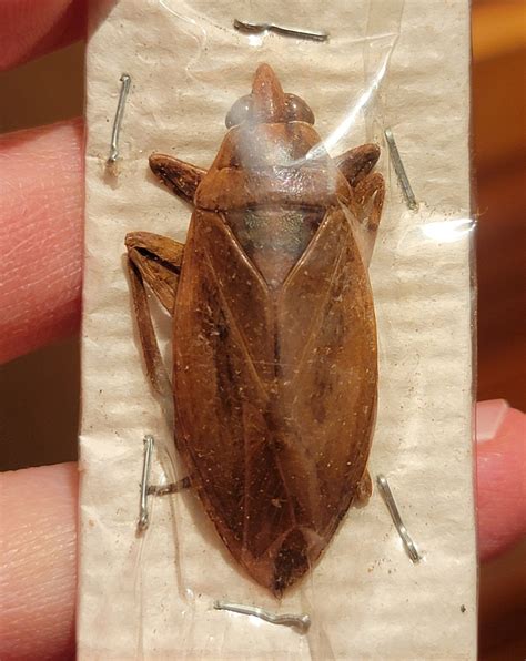 Belostoma sp. - BioQuipBugs