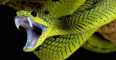Snake Animal Facts - AZ Animals