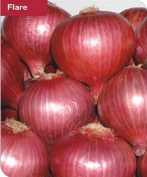 Super Flare F1 – Vegetable Seeds