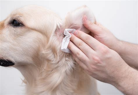 Como Limpar A Orelha Do Cachorro - Como limpar orelha de cachorro: 5 dicas e cuidados essenciais - Mundo ...