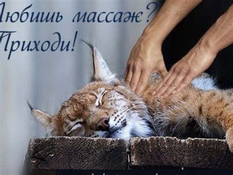 Прикольные картинки про массаж (60 картинок) 🤣 WebLinks