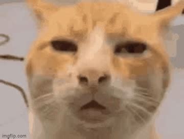 gif starecat cat staring gifs tenor