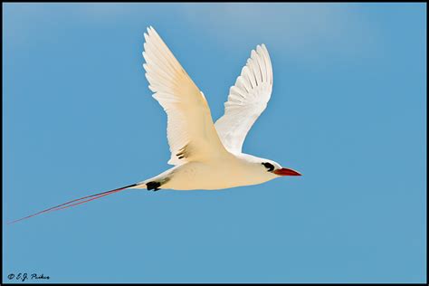 Red-tailed Tropicbird Page