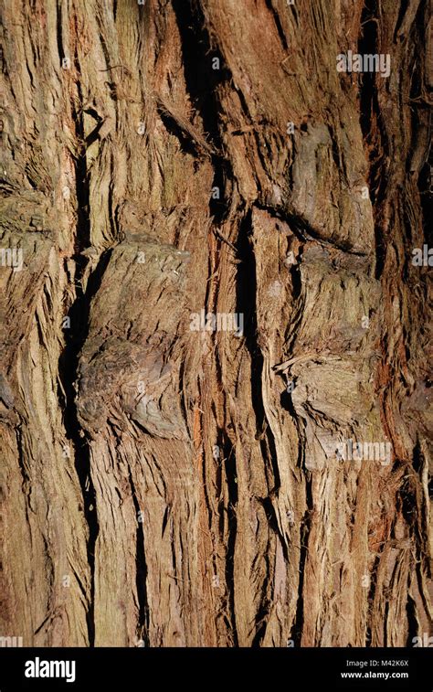 trunk  tree stock photo alamy