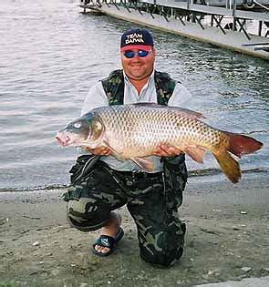 Сазаны Волги :: Carp. Cyprinus carpio