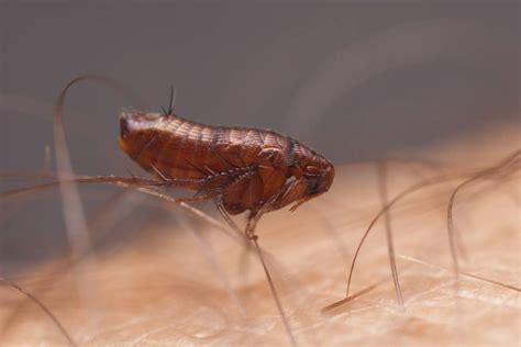 Advice for Controlling Fleas | Confirm A Kill