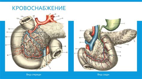 Анатомия, кровоснабжение, иннервация, физиология поджелудочной железы ...