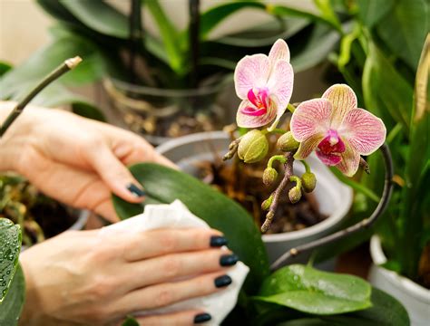 7 Common Mistakes to Avoid When Growing Orchids - Backyard Boss