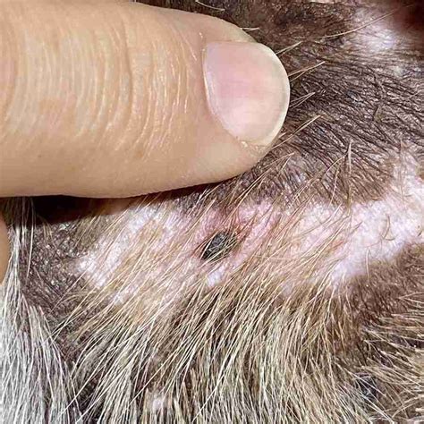 What Dog Skin Cancer Looks Like | Signs, Pics | Walkerville Vet