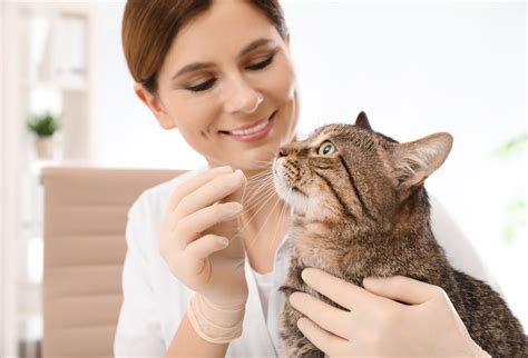 how to get cats to take tablets