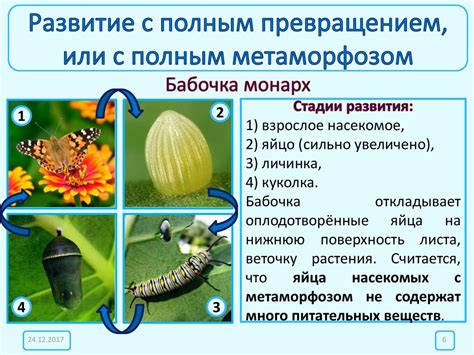 Размножение и развитие насекомых - презентация онлайн