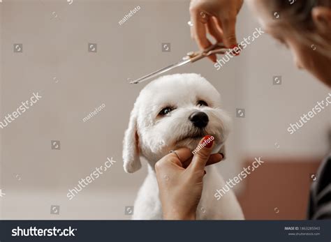 2,159 Bichon Grooming Images, Stock Photos & Vectors | Shutterstock