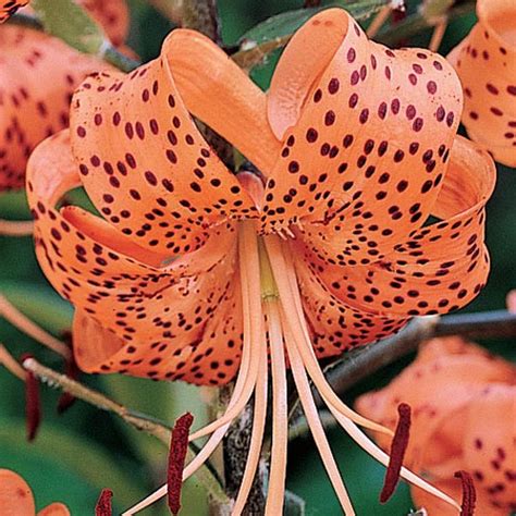 Lilium Tigrinum